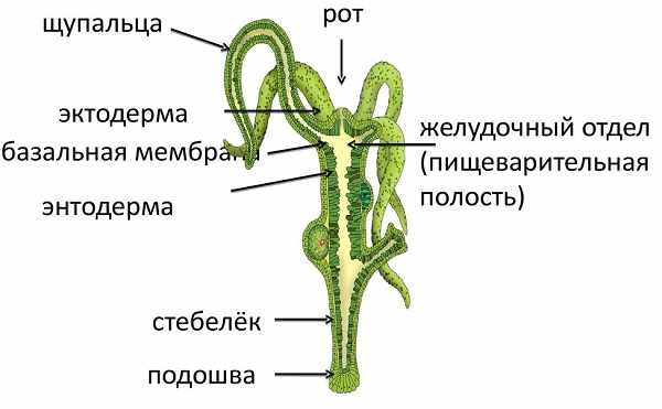 Кракен zerkalo pw